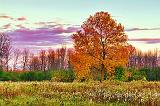 Autumn Tree At Sunrise_29339